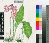 Phaius humblotii Rchb.f. var. ruber Bosser