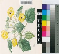 Uncarina decaryi Humbert