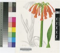 Cyrtanthus carneus Lindl.