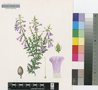 Freylinia vlokii Van Jaarsv.