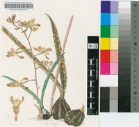Oeceoclades decaryana (H.Perrier) Garay & P.Taylor