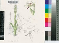 Disa nubigena H.P.Linder
