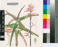 Aloe suffulta Reynolds