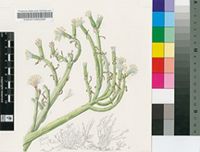 Kleinia longiflora DC.