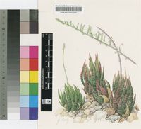 Haworthia fasciata (Willd.) Haw. var. fasciata forma ovato-lanceolata Poelln.
