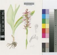Satyrium sphaerocarpum Lindl.