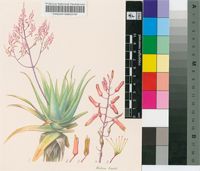 Aloe wilsonii Reynolds
