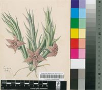 Stultitia tapscottii (I.Verd.) E.Phillips