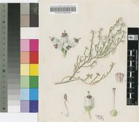 Erica drakensbergensis Guthrie & Bolus