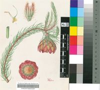 Protea rosacea L.