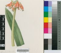 Clivia caulescens R.A.Dyer