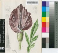 Amorphophallus abyssinicus (A.Rich.) N.E.Br.