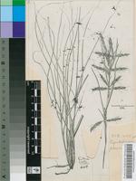 Cymbopogon plurinodis (Stapf) Stapf ex Burtt Davy