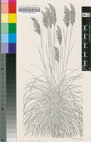 Cortaderia selloana (Schult.) Asch. & Graebn.