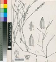 Panicum curvatum L.
