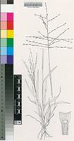 Trichoneura grandiglumis (Nees) Ekman