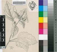 Nicandra physalodes (L.) Gaertn.