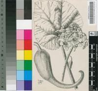 Ibicella lutea (Lindl.) Van Eselt.