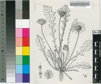 Arctotheca calendula (L.) Levyns