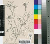Centaurea solstitialis L.