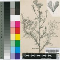 Cirsium arvense (L.) Scop.