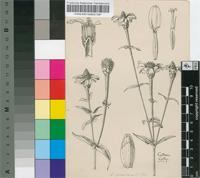 Zinnia multiflora L.