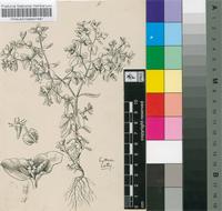 Euphorbia peplus L.