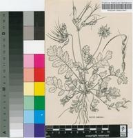 Erodium moschatum (L.) L'Hér.