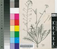 Capsella bursa-pastoris (L.) Medik.