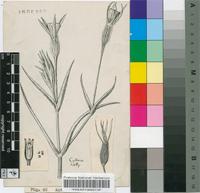 Agrostemma githago L.