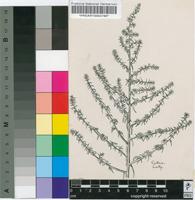 Salsola kali L.