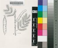 Acacia asak (Forssk.) Willd.