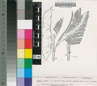Acacia tanganyikensis Brenan