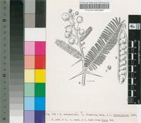 Acacia rehmanniana Schinz