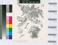 Rhus pyroides Burch. var. pyroides
