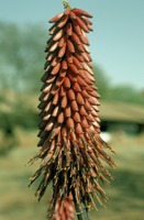 Aloe excelsa A.Berger