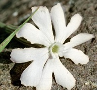 Silene undulata Aiton