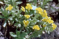 Helichrysum cooperi Harv.