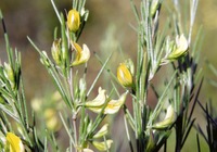 Aspalathus linearis in Global Plants on JSTOR
