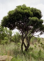 Euclea crispa (Thunb.) Gürke