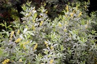 Eriosema psoraleoides (Lam.) G.Don
