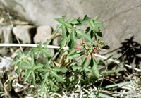 Euphorbia heterophylla L.