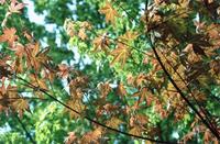 Acer palmatum Thunb.
