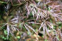 Acer palmatum Thunb.