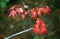 Acer palmatum Thunb.