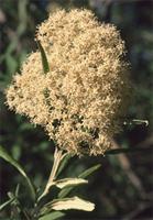 Buddleja saligna Willd.
