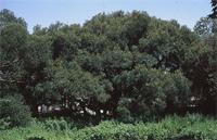 Euclea crispa (Thunb.) Gürke subsp. crispa
