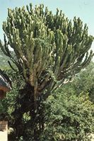 Euphorbia ingens E.Mey. ex Boiss.