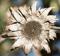 Helianthus annuus L.