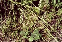 Holothrix orthoceras (Harv.) Rchb.f.
